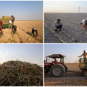 پیشرفت ۶۵ درصدی عملیات کشت نیشکر / ارقام کشت‌شده با شرایط اقلیمی خوزستان سازگارند