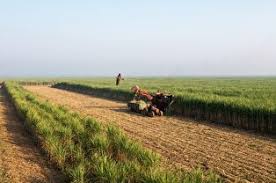 سود تجمیعی فراتر از پیش‌بینی بودجه شد/ تحقق ۶۰ درصدی سود نیشکر در میان‌دوره