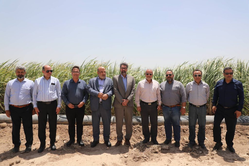 خط مقدم جهاد اقتصادی / تأکید مدیرعامل توسعه نیشکر بر افزایش بهره‌وری در مزارع نیشکر