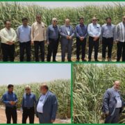 تولید؛ خط مقدم جهاد اقتصادی / تأکید مدیرعامل توسعه نیشکر بر افزایش بهره‌وری در مزارع نیشکر