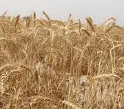 آغاز کشت گندم در اراضی آیش نیشکر امیرکبیر